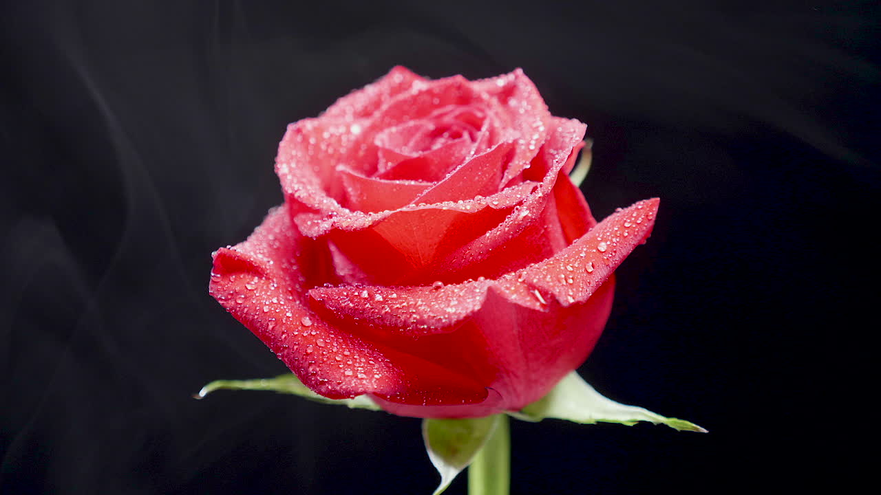 Close-up of a Red Rose with Dew Drops on a Black Background