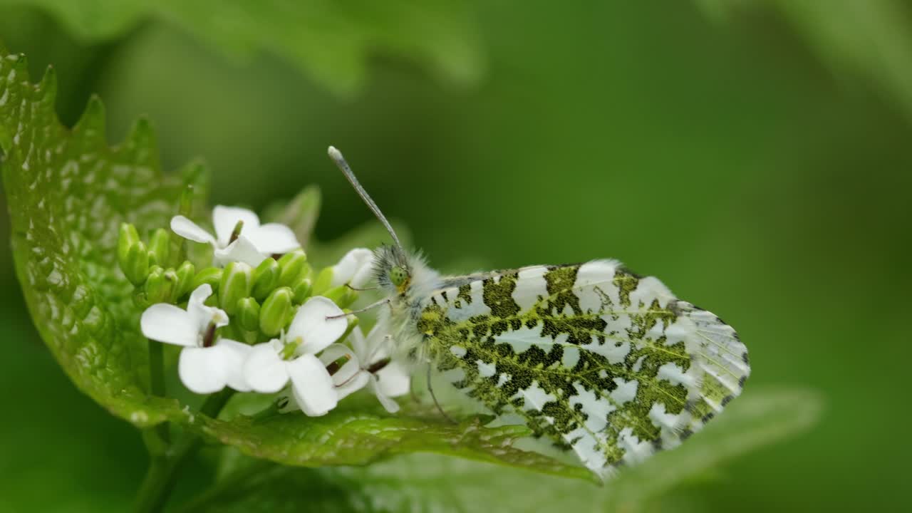 Naaraspuolinen oranssisiipi (Anthocharis cardamines) lepää valkosipuliyrtin (Alliaria petiolata) kukalla pensasaidassa. Kevät. Iso-Britannia.