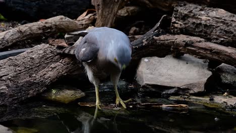 Das-Shikra-Ist-Ein-Kleiner-Raubvogel,-Der-In-Asien-Und-Afrika-Vorkommt