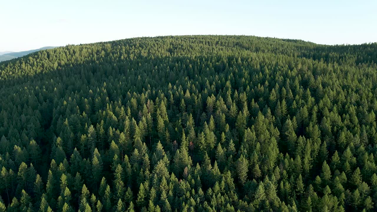 Luftfoto: Fyrreskovslandskab på en solskinsdag, Montana, USA.
