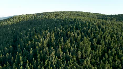 Aerial:-pine-forest-landscape-on-sunny-day,-Montana,-USA