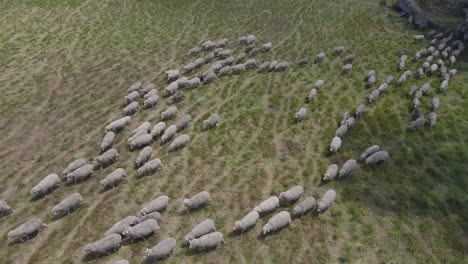 aerial top down shot approaching herd of walking sheeps on green meadow farm during daytime