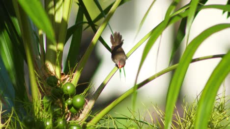 wide-establishing-shot-of-red-billed-common-waxbill-in-natural-habitat