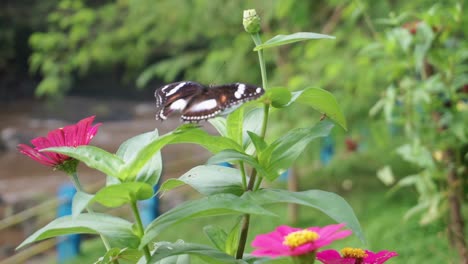 pretty black white butterfly sitting on green plants in wilderness of indonesia - close up