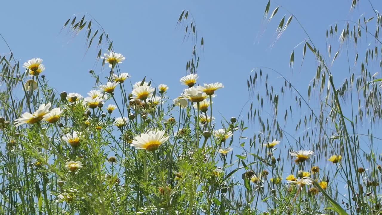 산들바람에 흔들리는 푸른 하늘을 배경으로 야생화와 풀밭