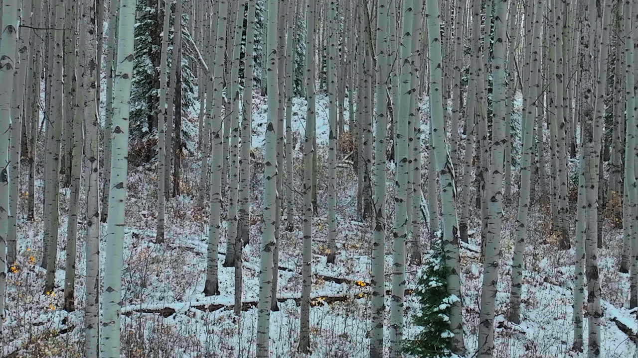 아스펜 트리 포레스트 에어리얼 시네마틱 드론 케블러 패스 크레스트드 버트 건니슨 콜로라도 계절 초기 가을 아스펜 나무 빨간색 노란색 오렌지 숲 겨울 첫 번째 스노우 파우더 바위 산 구름 뒤 모션