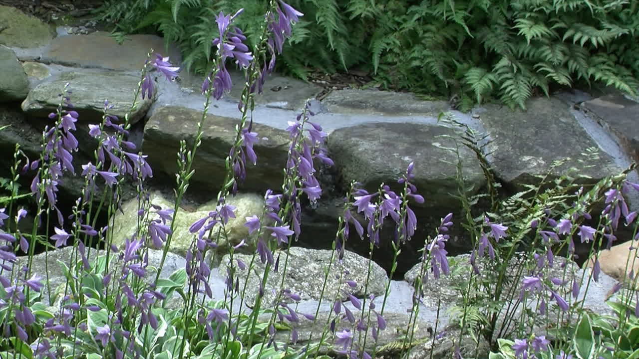 pan a través de un canal de drenaje de agua de lluvia bordeado de rocas con flores en un jardín japonés