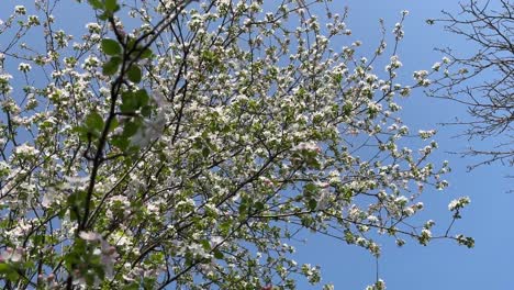 plum cherry buds blossom sprout in blooming season with white flower on tree in summer warm weather climate become ripe sweet tropical fruits in mountain highland farmer market local traditional food