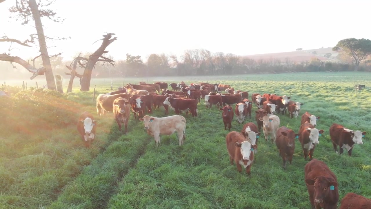 Mucche rosse iniziano a correre in una mandria nelle prime ore del mattino.