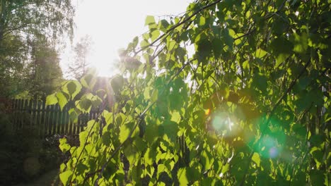 sunset visible through the birch leaves