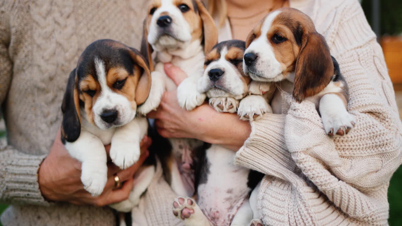 여러 마리의 비글 강아지 들 과 함께 놀다.