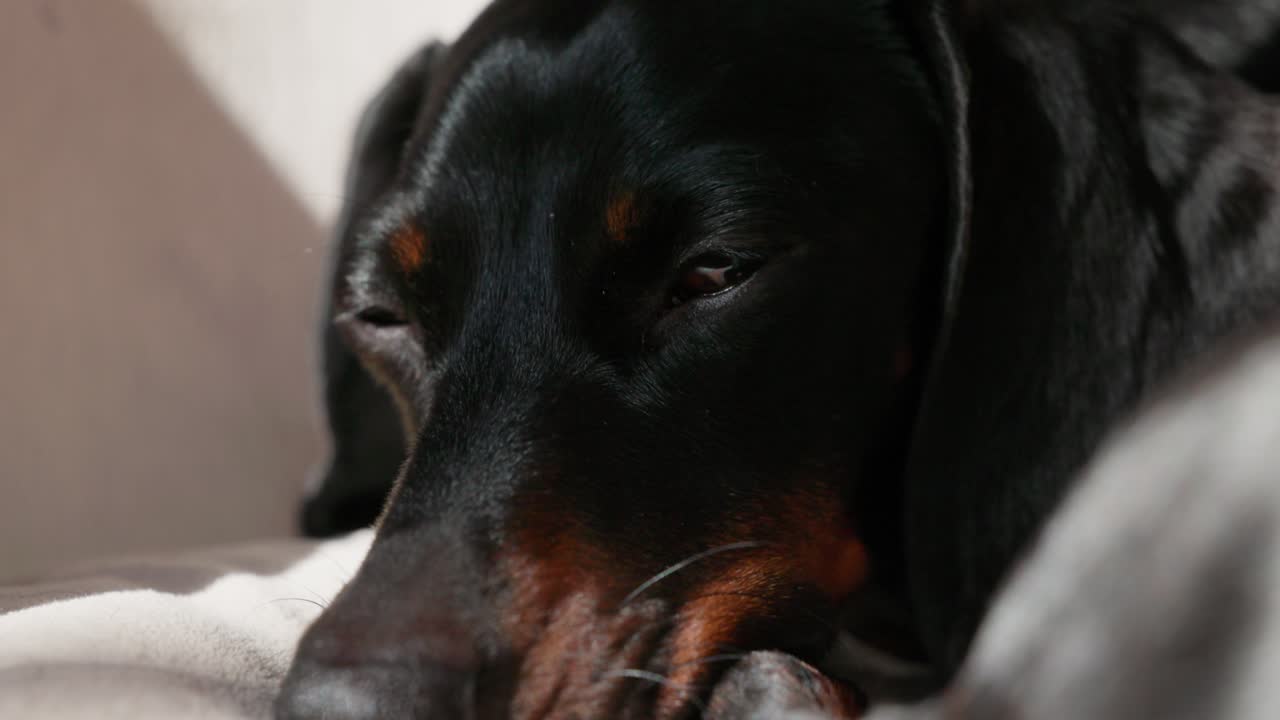 A black and tan dachshund struggles to stay awake in this ultra close-up shot, slowly blinking as he dozes off in a sunny room.
