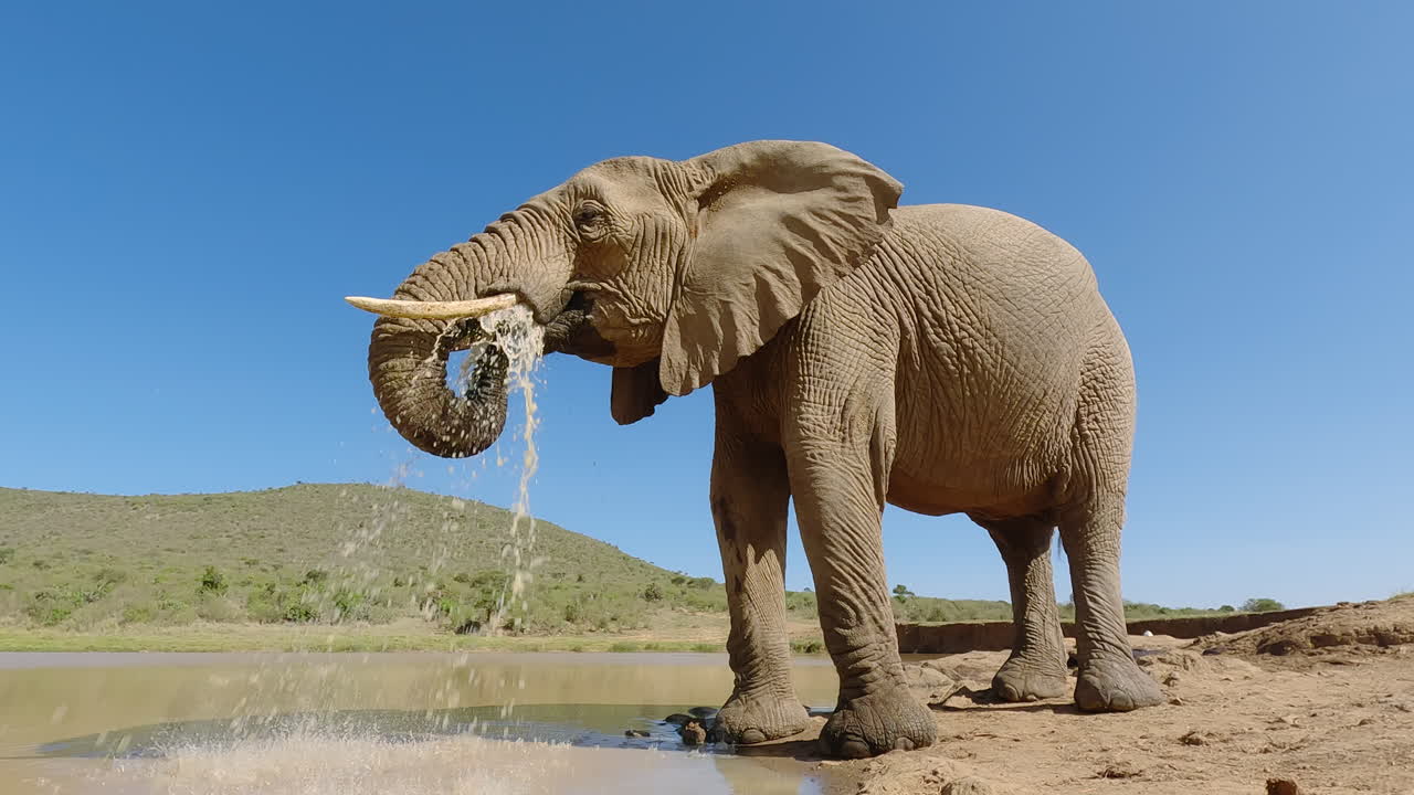 Afrikansk savanneelefant drikker fra et vandhul