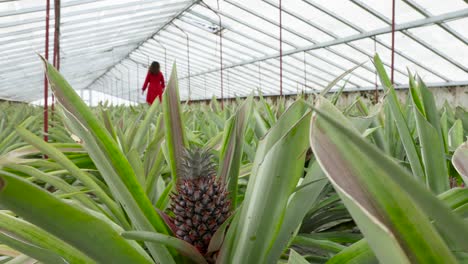 Pineapple-leaves-in-foreground-while-blurred-girl-in-red-dress-walks-on-the-Greenhouse