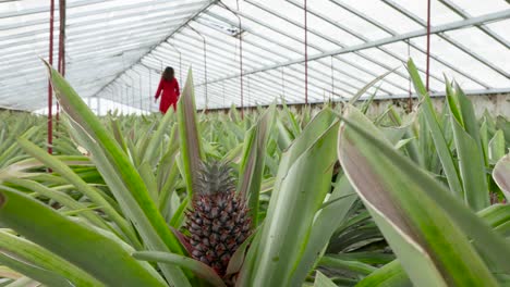 hojas de piña en primer plano mientras la chica borrosa en vestido rojo camina en el invernadero