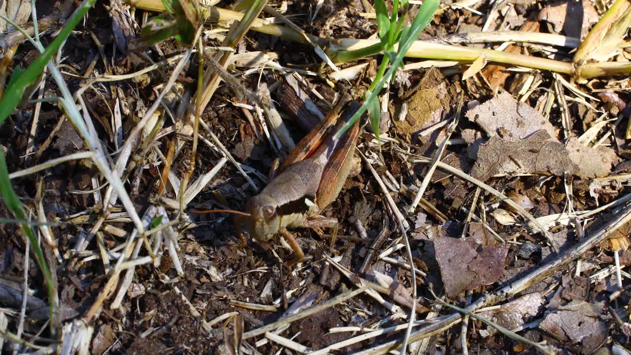 러스 셔츠 날개 정벌레 멜라노플루스 플라벨라투스의 동영상