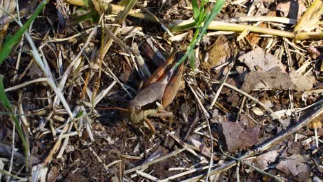 Statisches-Video-Einer-Dallas-Hemdflügelheuschrecke-(Melanoplus-Flabellatus)