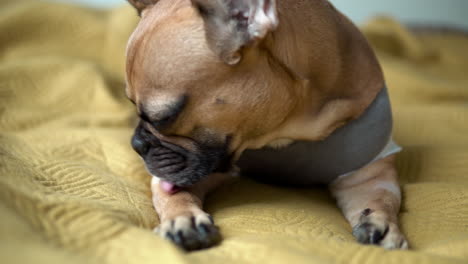 lindo bulldog francés sentado en una cama cómoda y limpiándose - cerrar
