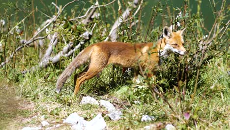 Süßer-Wilder-Fuchs,-Der-Nach-Nahrung-Sucht-Und-Elegant-Geht