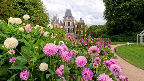 vibrant pink and white dahlias sway gently in a botanical garden, with a historic castle in the background under soft daylight and partly cloudy skies