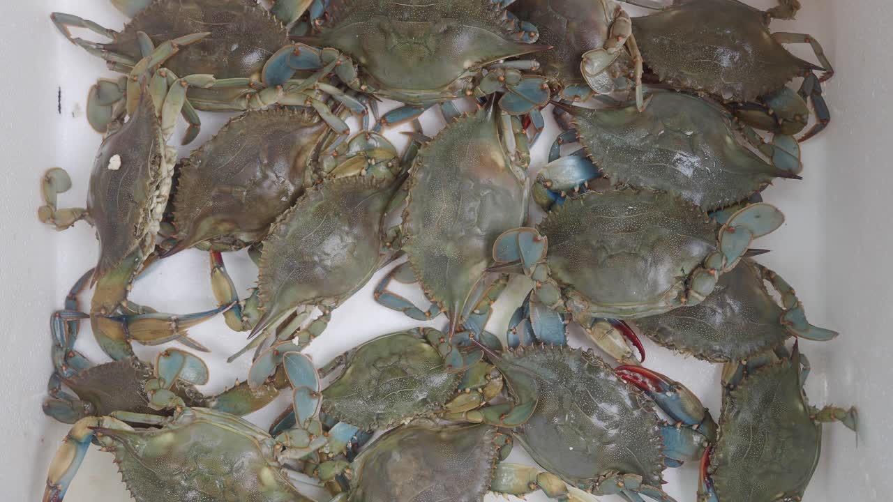 Freshly caught blue crabs