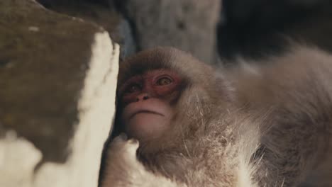 joven macaco japonés o mono de la nieve descansando - de cerca