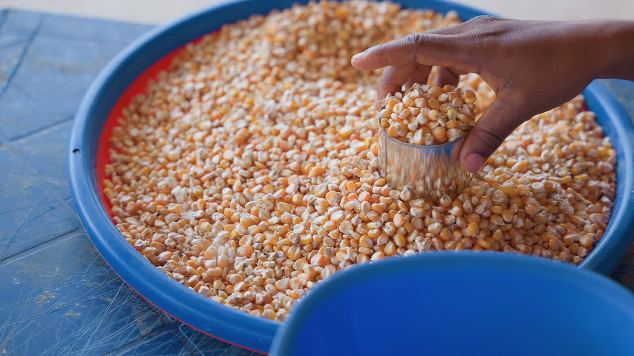 Closeup of hand choosing corn kernels carefully. Rustic scene showing darkskinned hand measuring grains attentively. Detailed view of hand selecting and measuring grains on rustic wooden tabletop