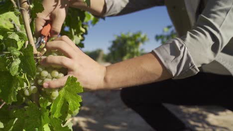 un granjero recogiendo uvas amarillas en el viñedo.