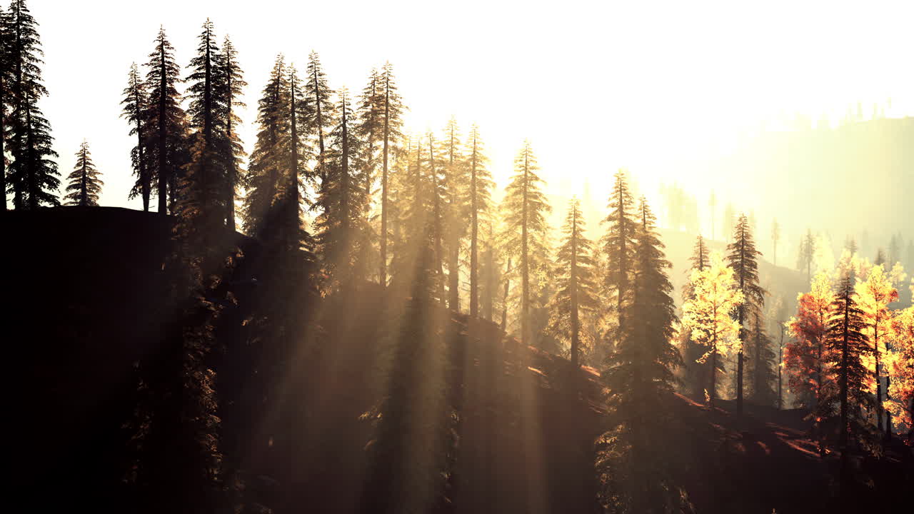 amanecer en un bosque brumoso