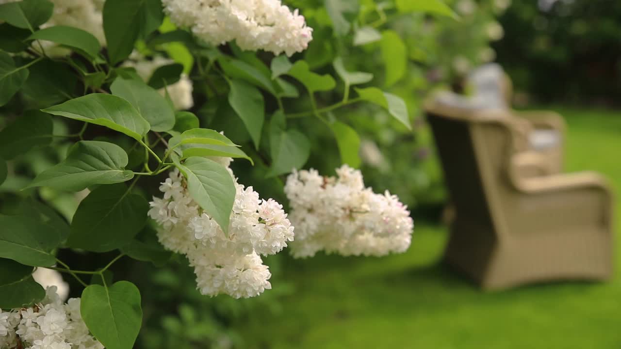 Fiori di lillà in un giardino con una panchina