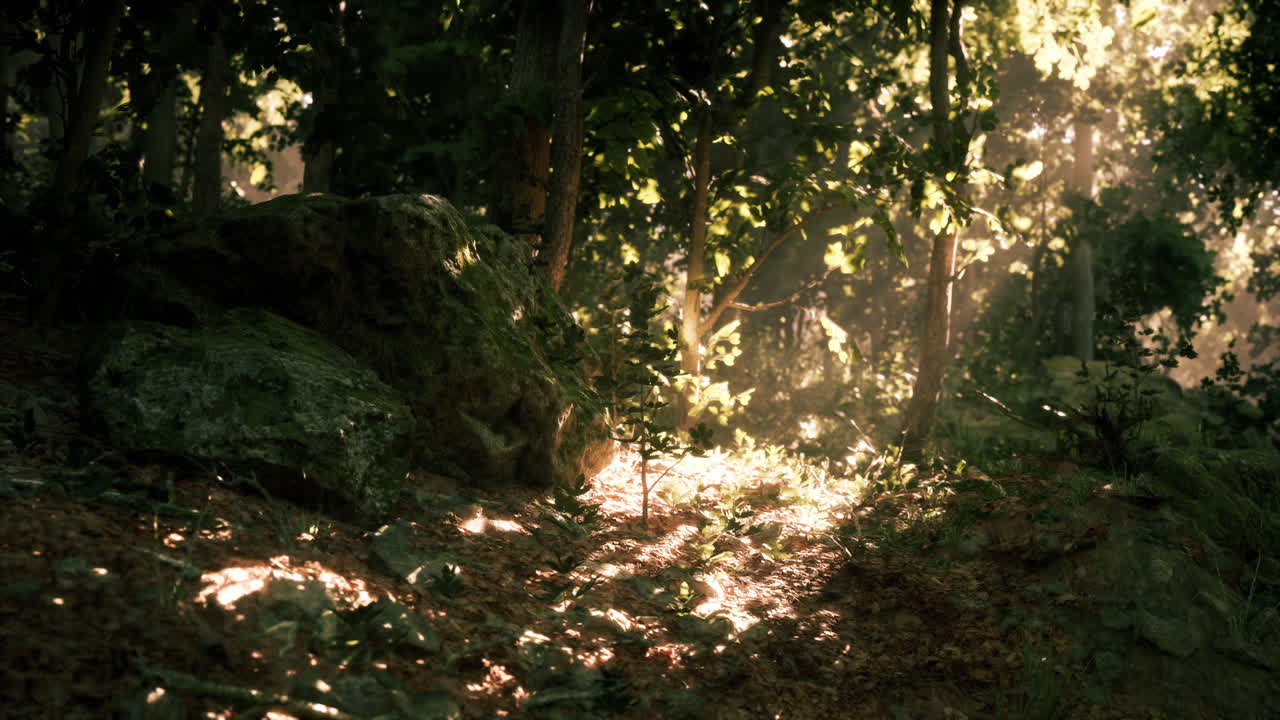 Morning sunlight filtering through trees in a serene forest landscape