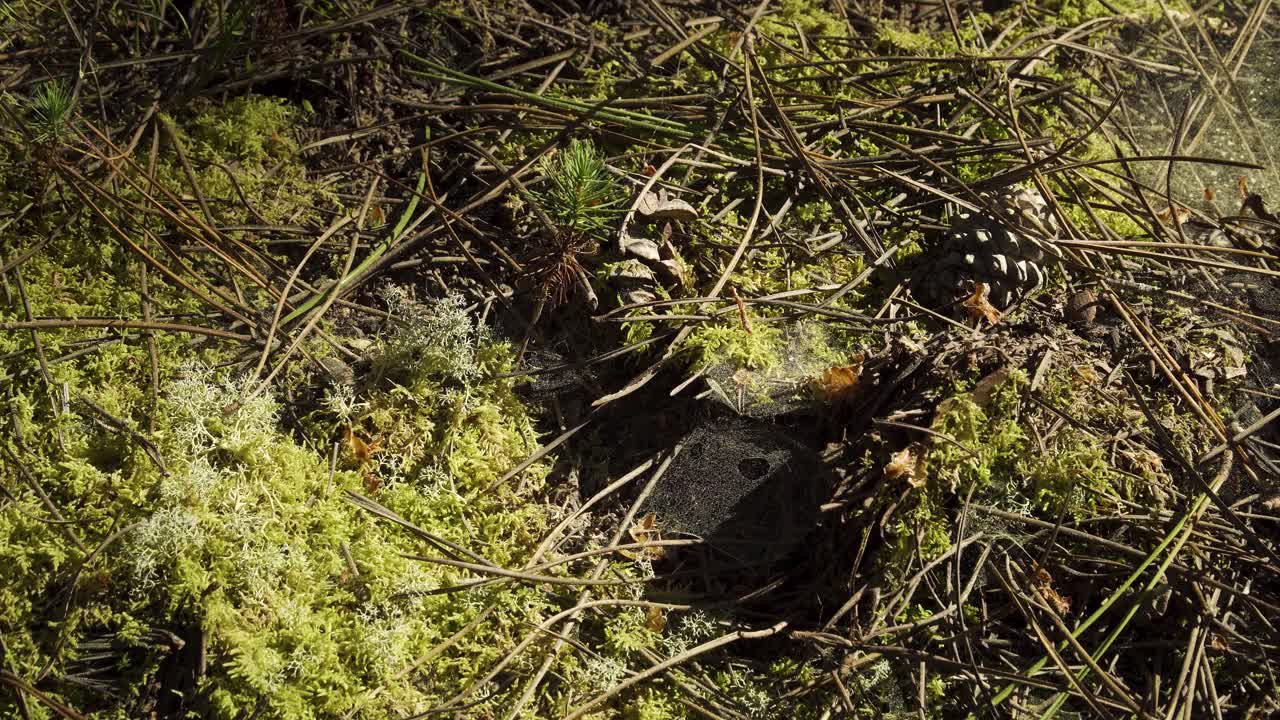 4k de cerca en una telaraña en medio del musgo rodeado de algunas agujas de pino y un cono de pino