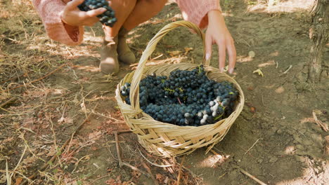 manos de mujer colocando uvas en una canasta