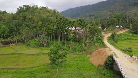 Drone-shot-of-Assam-tea-gardens