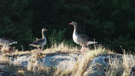 greylag goose standing and basking on rocky cliffs on a sunny day