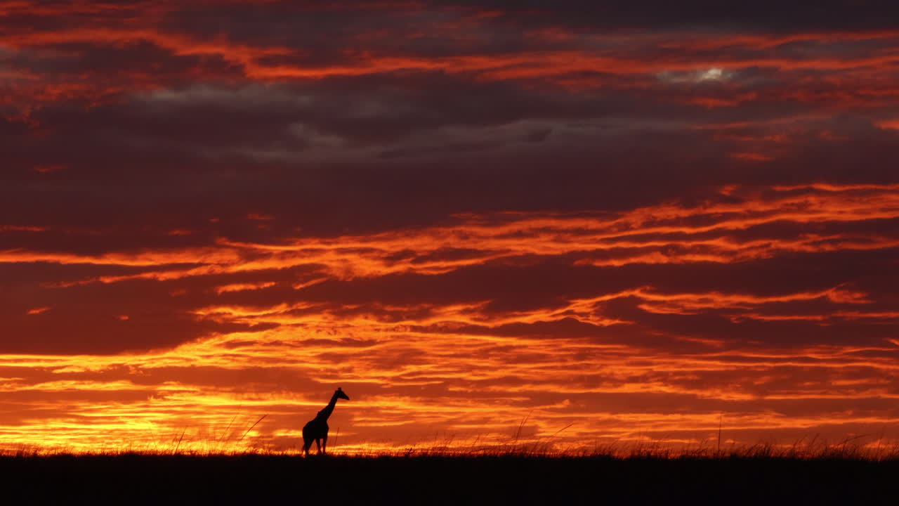 silueta de jirafa caminando en la reserva de caza masai mara al amanecer en narok, kenia