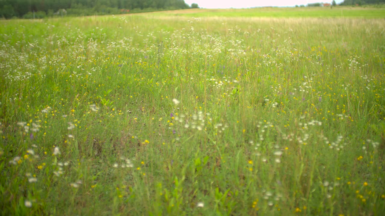 아름다운 봄 초원 슬로우 모션
