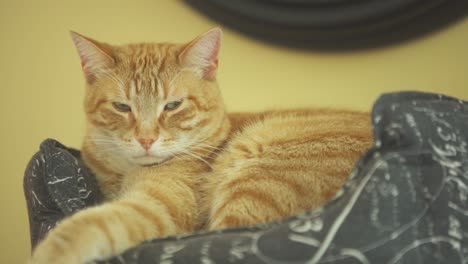 Orange-tabby-cat-sits-in-cat-bed,-with-eyes-half-closed