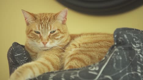 el gato naranja se sienta en la cama del gato, con los ojos medio cerrados