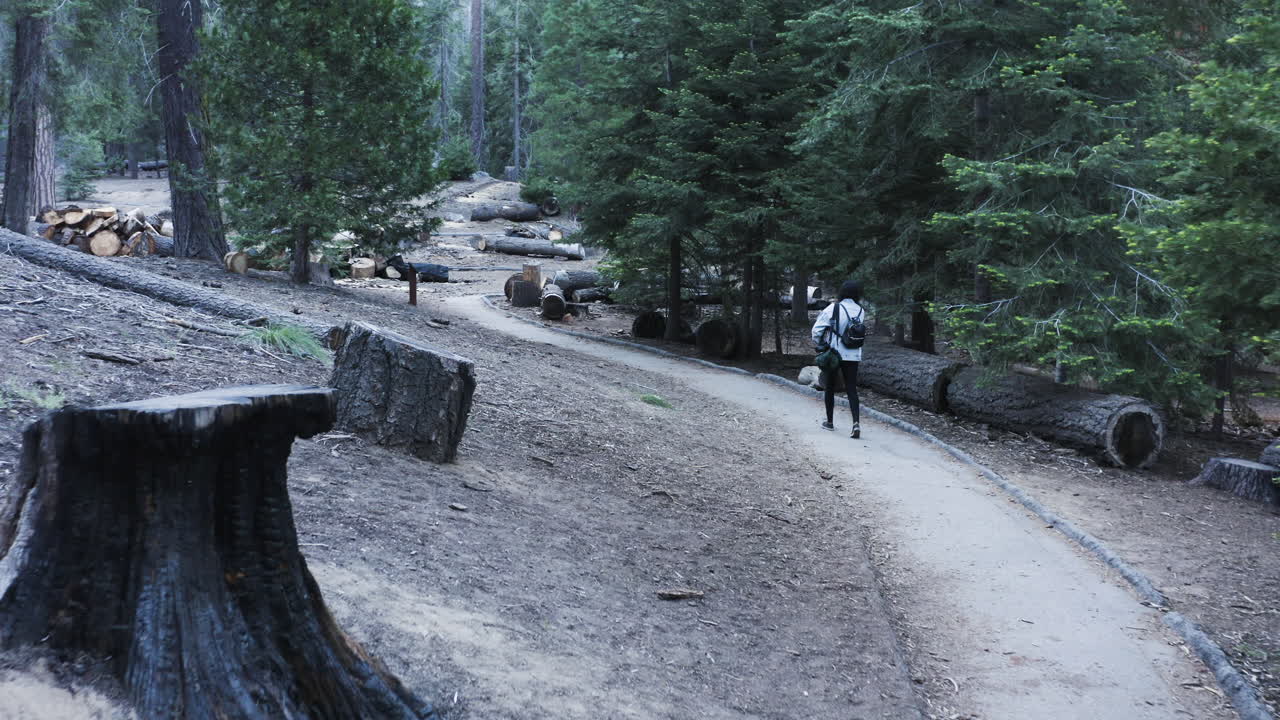 vista posterior de la mujer en el rastro de 100 gigantes en el bosque nacional de secuoyas, california
