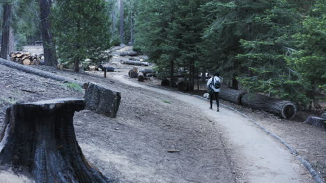 vista posterior de la mujer en el rastro de 100 gigantes en el bosque nacional de secuoyas, california