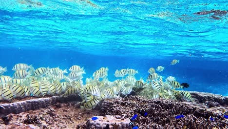 Escuela-De-Convictos-Tang-Alimentándose-De-Los-Arrecifes-De-Coral-Bajo-El-Mar-Azul