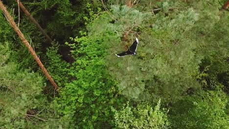 drone stuck on a tree after crashing