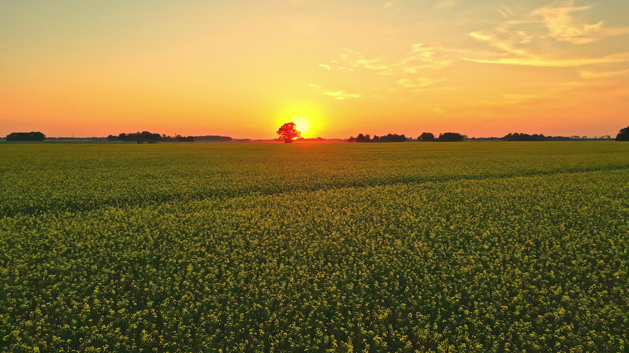 campos de colza contra el cielo brillante del atardecer