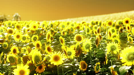 campo de girasoles en la dramática puesta de sol