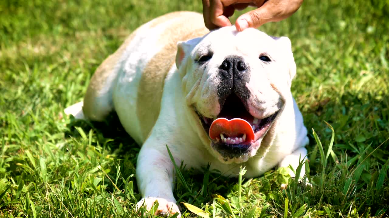 아름다운 색 갈색 영어 불도그, 풀 위에 앉아있는 아름다운 얼굴, 자연 배경, 개념: 패러디스트 개, 좋아하는 동물, 진정한 친구, 개의 혈통, 친구의 개, 작은 양털.