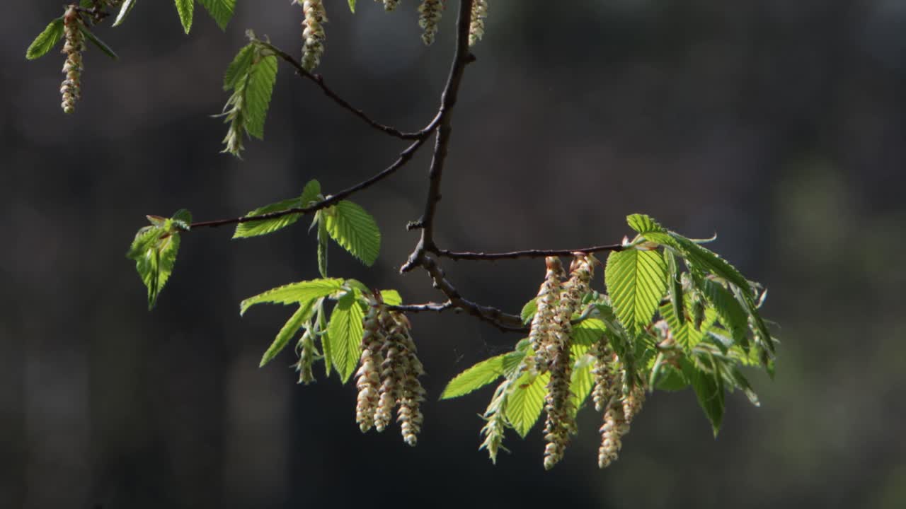 Backlit catkins and leaves on a tree in early Spring sun. UK