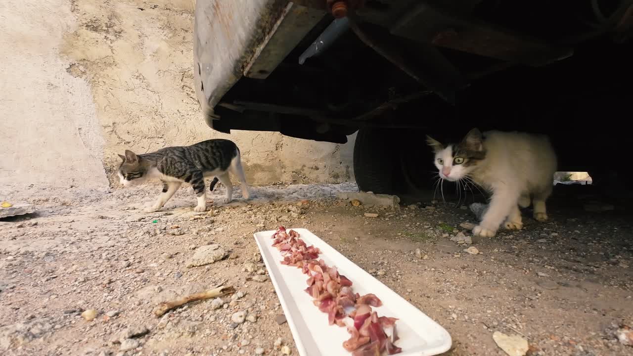 Two stray cats eat raw meat under a car, fear and hungry. Animal Behavior