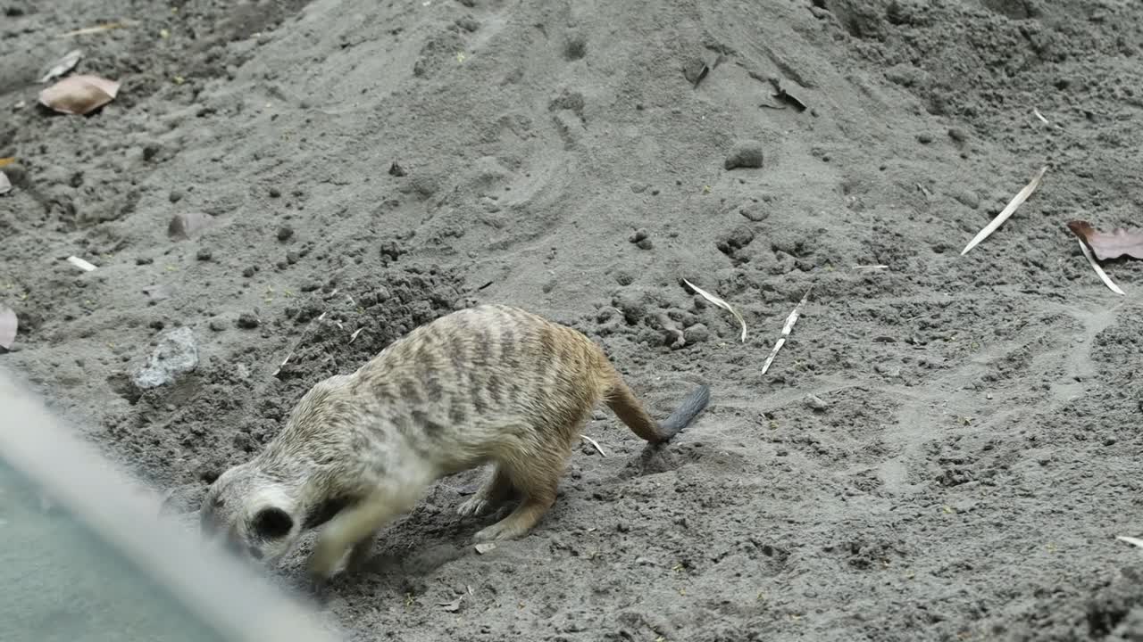 Meerkat Roaming Across Sandy Ground in Natural Habitat