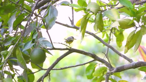 Kleiner-Großer-Gelbschnabel-Königsgrasvogel,-Kolumbianische-Einheimische-Vogelart-Auf-Exotischem-Ast